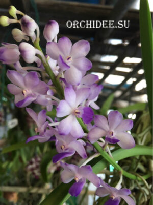 Rhynchostylis coelestis blue