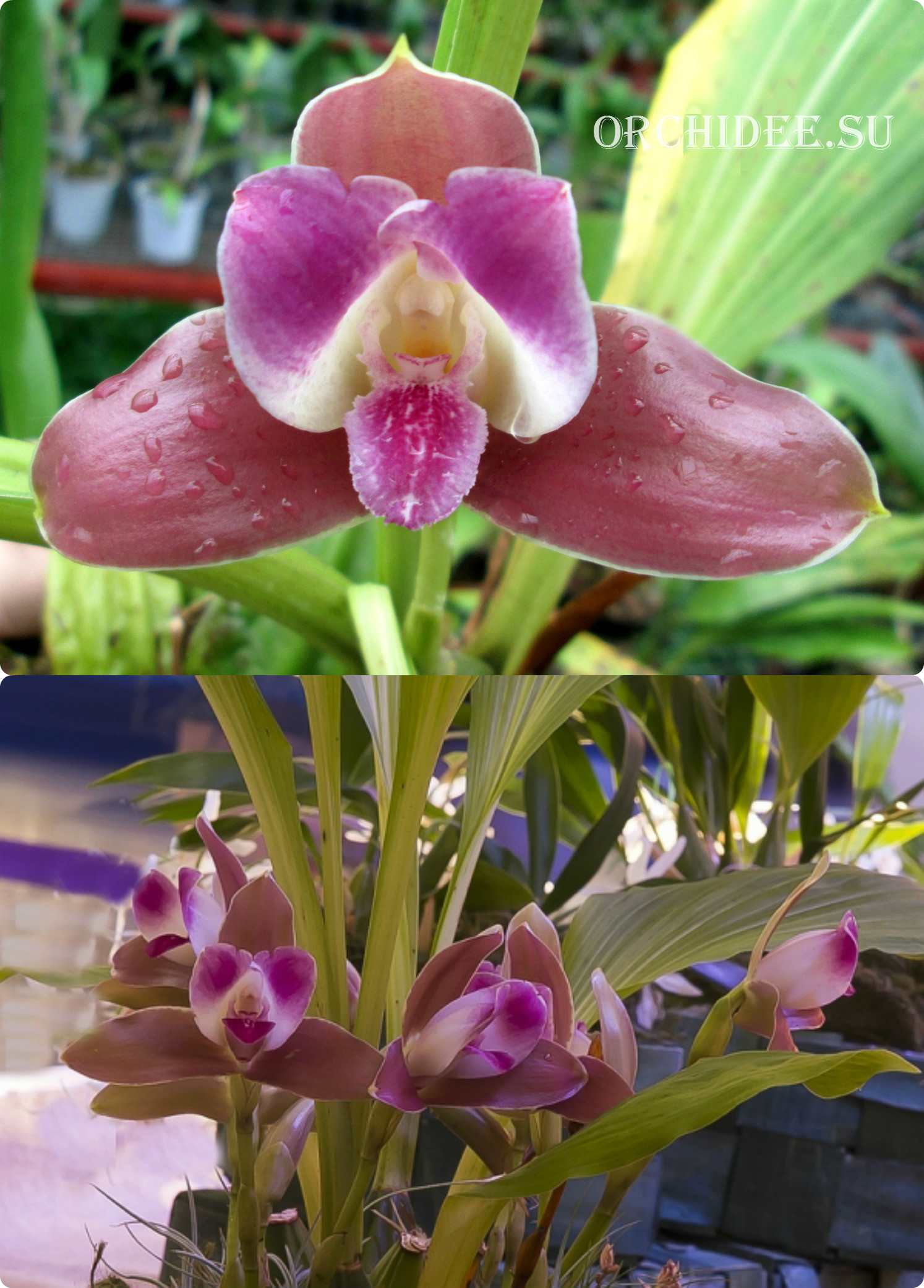 Lycaste macrophylla var. litense