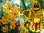 Odontocidium Hansueli Isler