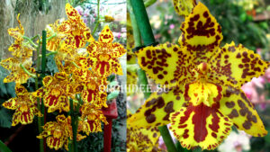 Odontocidium Hansueli Isler