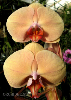 Phalaenopsis PH 134 Lady Marmelade