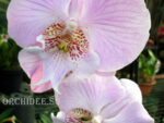 Phalaenopsis PH 135 Big Lip