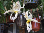 Stanhopea panamensis