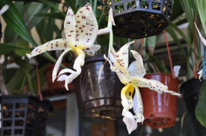 Stanhopea panamensis