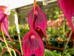 Masdevallia Red Baron 'Royal Ruby' AM/AOS