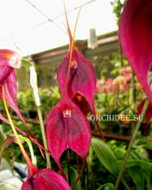 Masdevallia Red Baron 'Royal Ruby' AM/AOS