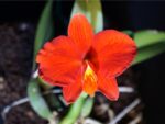Sophronitis coccinea 4n 'Smal Worl Strain'