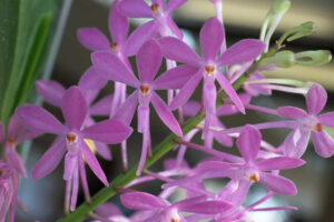 Ascofinetia Petite Bouquet