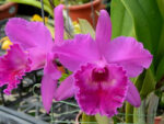 Brassolaeliocattleya Guanmiau City x B.digbyana