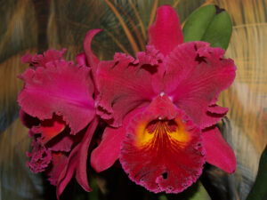 Brassolaeliocattleya Sanyung Ruby 'Kuang Lung' AM/AOS