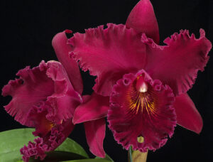 Brassolaeliocattleya Chia Lin 'New City'