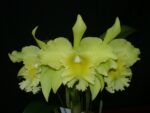 Brassolaeliocattleya Ports of Paradise 'Ching Hua'