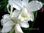 Cattleya intermedia var alba 'NN'