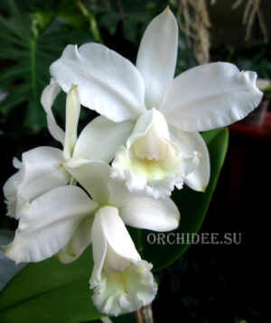 Cattleya intermedia var alba 'NN'