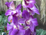 Dendrobium Blue Happiness