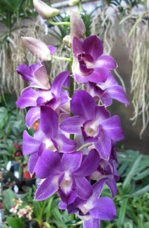 Dendrobium Blue Happiness