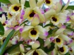 Dendrobium Oriental Paradise 'Aurora'