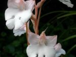 Habenaria carnea