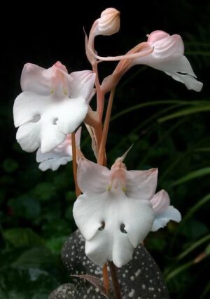 Habenaria carnea