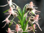 Habenaria rostellifera