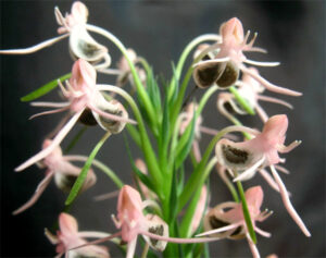 Habenaria rostellifera