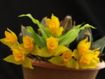 Lycaste bradeorum