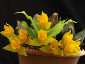 Lycaste bradeorum