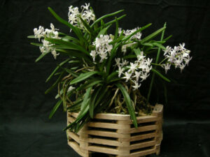 Neostylis Lou Sneary White