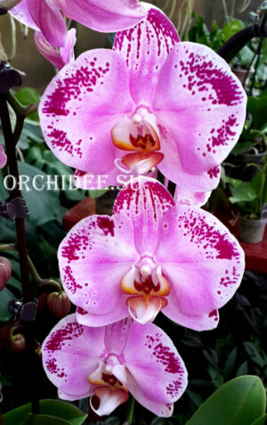 Doritaenopsis DTPS 057 Lanher Happy Dancer