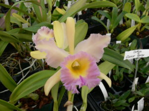 Rhyncholaeliocattleya (Fortune Teller 'Lucky Alicia' x digbyana)