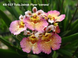 Tolumnia Jairak Flyer 'Corona'