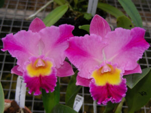 Brassolaeliocattleya Chian-Tzy Regalia ''Hello Kitty''