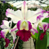 Brassolaeliocattleya Ann Cleo