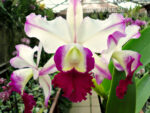 Brassolaeliocattleya Ann Cleo
