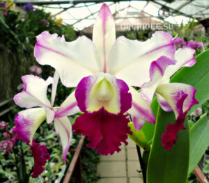 Brassolaeliocattleya Ann Cleo