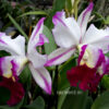 blc_ann_cleo_2