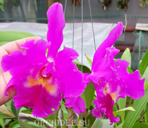 Brassolaeliocattleya King of Taiwan 'Ta-Hsin'