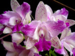 Cattleya Monte Elegant 'Sinpu'
