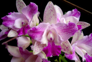 Cattleya Monte Elegant 'Sinpu'