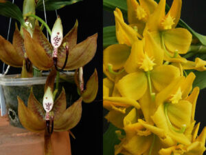 Cycnoches loddigesii x herrenhusanum