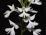 Habenaria dentata