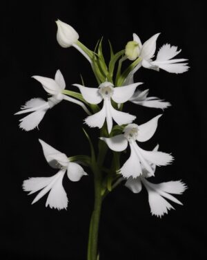 Habenaria dentata