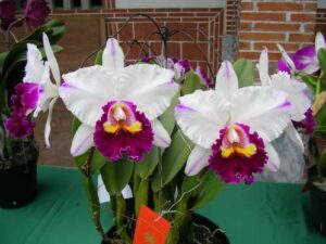 Brassolaeliocattleya Kuwale Gem 'Shin Shin' AM/AOS