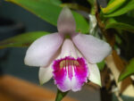 Laelia dayana