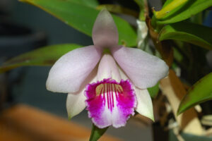 Laelia dayana