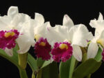 Laeliocattleya Chyong Guu Swan 'Ruby Lip' AM-OSROC