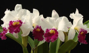 Laeliocattleya Chyong Guu Swan 'Ruby Lip' AM-OSROC