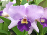 Laeliocattleya Sierra Skies‘Leone’BM/JOGA, PC/JOS