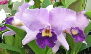 Laeliocattleya Sierra Skies‘Leone’BM/JOGA, PC/JOS