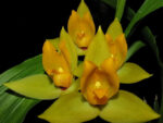 Lycaste cruenta